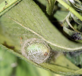 Alfalfa weevil cocoon
