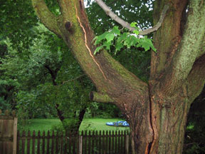 Damaged tree. Damaged tree.