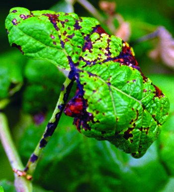 Anthracnose lesions on grape leaf