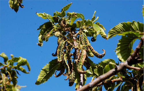 Potato leafhopper damage on chestnut leaves