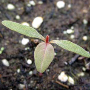 Redroot pigweed