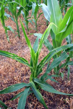 Damaged corn plant