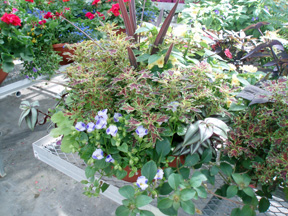 Combination of torenia, geranium and other plants