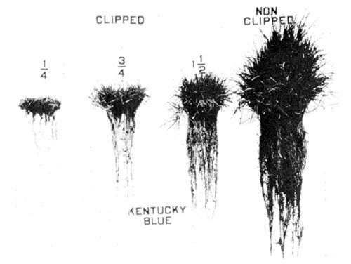 Figure from Turfgrass Science and Culture