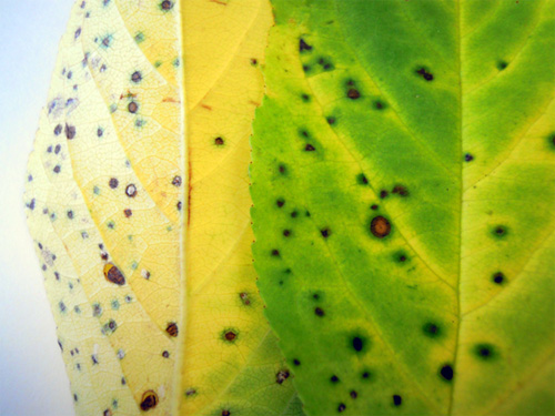 Cherry leaf spot symptoms