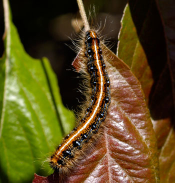 Eastern tent caterpillar larva