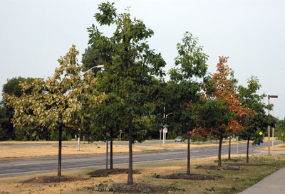Trees under stress from drought.