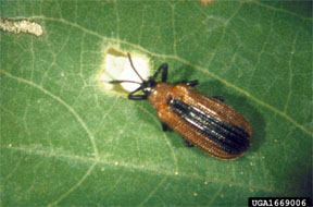 Locust leafminer adult Locust leafminer adult