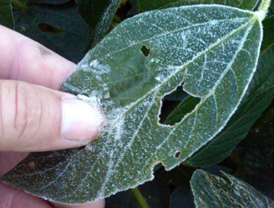 Frost on soybean leaf