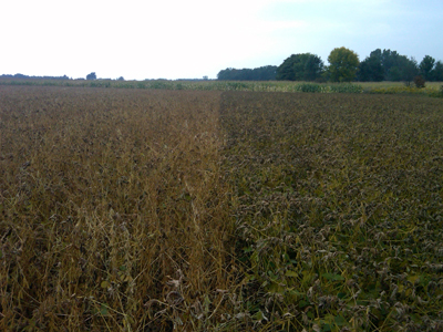 Soybeans 6 days after frost Soybeans 6 days after frost