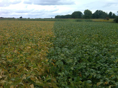 Soybeans day before frost