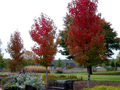 Sweetgum trees in fall color
