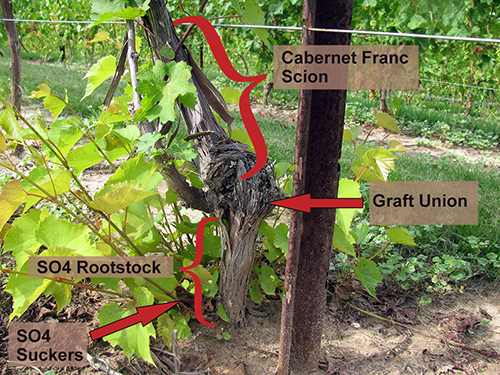 Cabernet Franc on SO4 rootstock