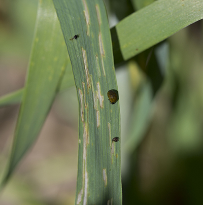 Close-up image of a cereal leaf beetle on a leaf.