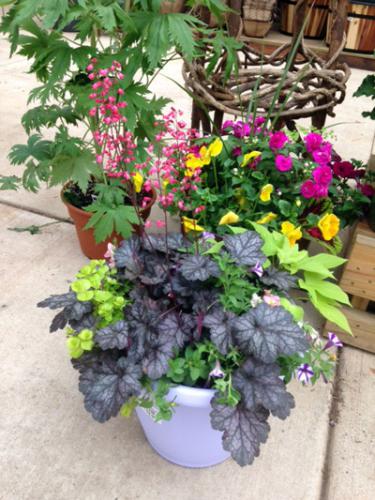Combination planter with coral bells, creeping jenny, sweet potato vine and petunias.