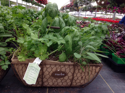Planter containing a variety of herbs. 