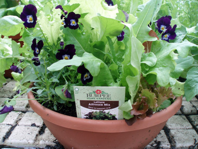 Lettuce bowl with pansies.