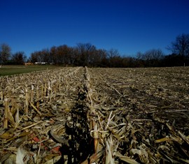 Rows of corn stalks after corn is harvested.