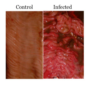 Bovine intestinal tissue