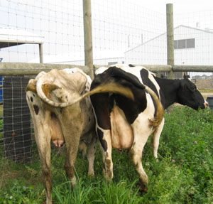 Cows with Johne's Disease
