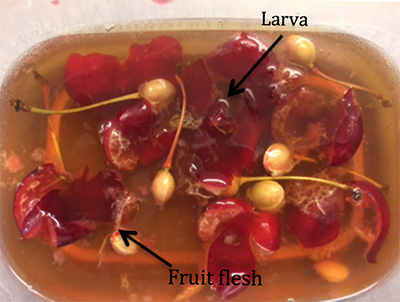 Cherries in salt bath solution with SWD larvae