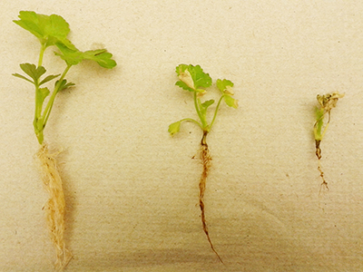 Celery seedlings lined up from big and green (healthy) to small and brown (diseased).