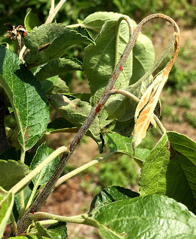 Close-up of fire blight on plant