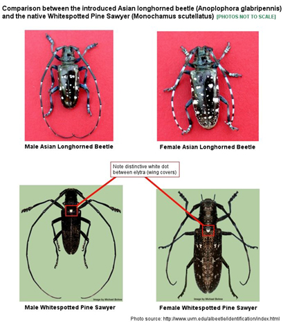Male and female Asian longhorned beetle compared to male and female whitespotted pine sawyer.