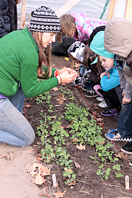 FoodCorps volunteer in garden with kids.