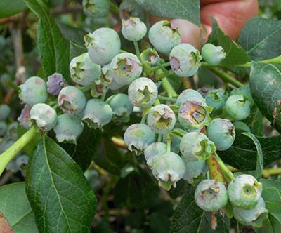 Blueberries in bush with hail damage.