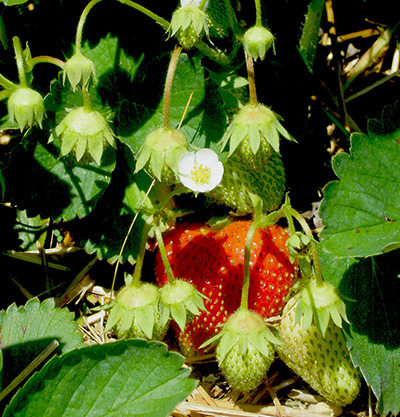 Cluster of strawberries 