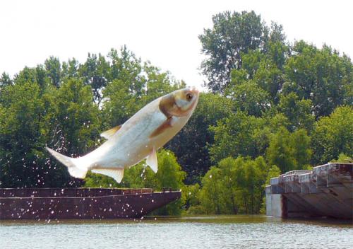 Asian carp jumping over a barge image.