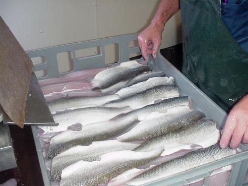 Image of freshly caught and processed Great Lakes whitefish.