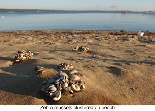 Zebra mussels clustered on beach