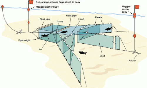 Trap net illustration.