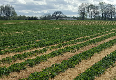 Straw covering strawberry field
