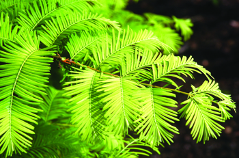 Metasequoia glyptostroboides "gold rush"