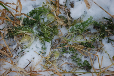 Forage radishes and oat mixture as uncovered by sheep grazing through the snow in mid December