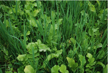 Forage radish and oat mixture in late September after 50 days of growth