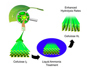 a potential pretreatment method for cellulose