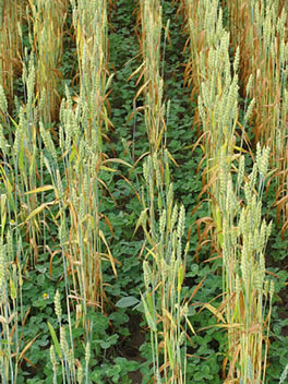 Cover crops