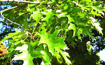 Northern Pine Oak Leaves