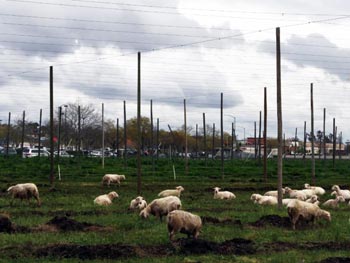 Sheep in hopyard