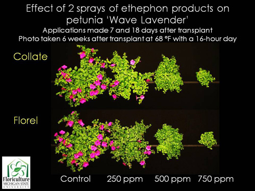 Ethephon sprays