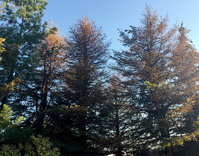 blue spruce defoliation