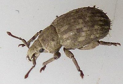 crusted root weevil