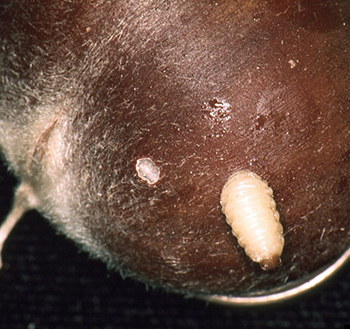 Chestnut weevil larva