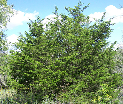 Eastern redcedar tree