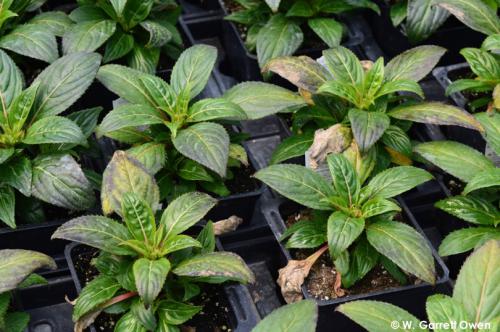 Figure 1. Crop of New Guinea impatiens (Impatiens hawkeri) grown at low substrate pH and exhibiting iron (Fe) and manganese (Mn) toxicity symptoms.