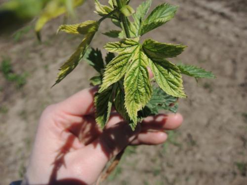 Hop leaf with glyphosate injury
